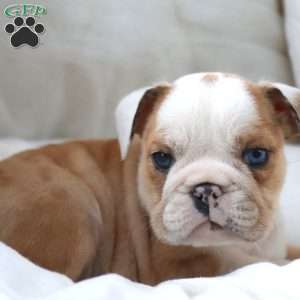 Dante, English Bulldog Puppy